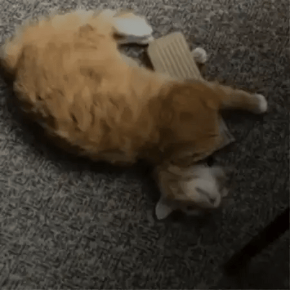 ZenCat | Recupera la felicidad de tu gato